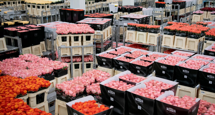 Volledig aanbod rozentelers naar Online Flower Auction