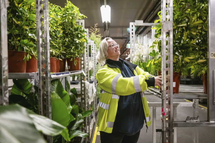 Plantengroepen Aalsmeer starten met orderpicken 