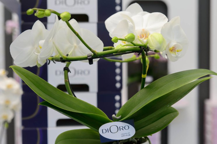 'Gouden toevoeging' aan assortiment Opti-flor