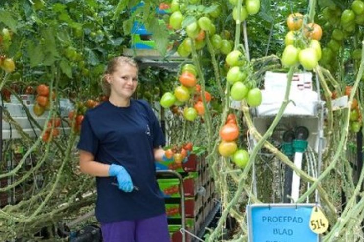 Gratis tool voor verbeteren leercultuur in de tuinbouw