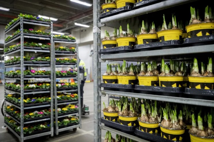 Depots Royal FloraHolland extra open tijdens piek 