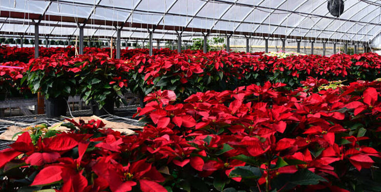 Bestrijding van witte vlieg in Poinsettia's