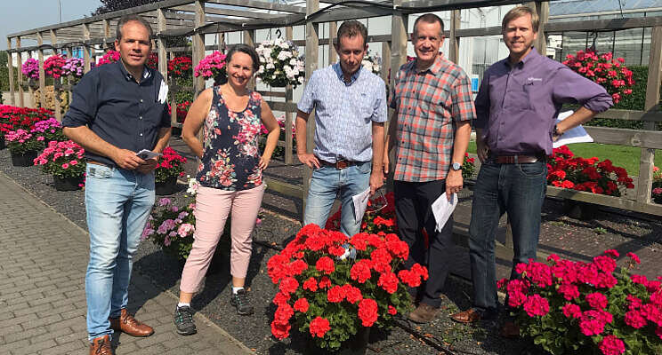 20 jaar Toscana Pelargonium