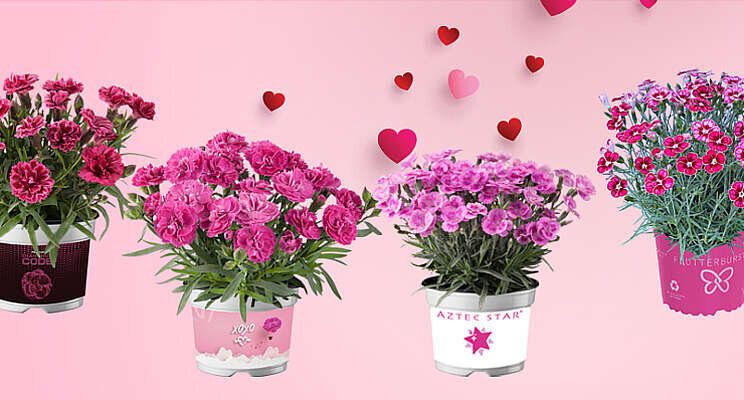 Love is in the Dianthus