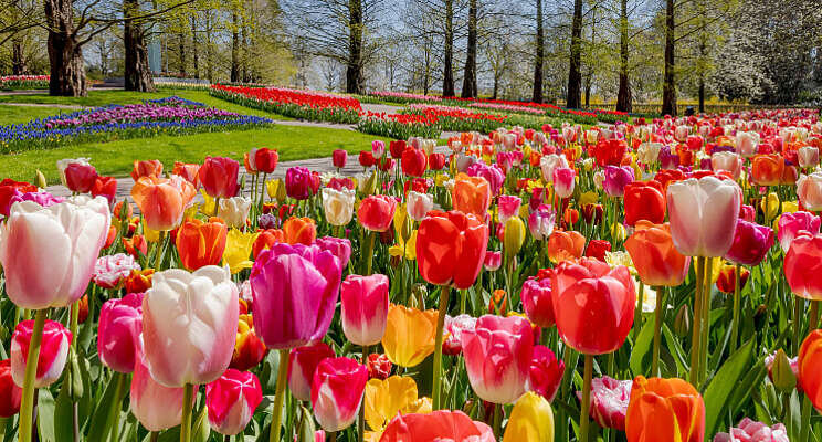 Keukenhof kijkt uit naar de lente 