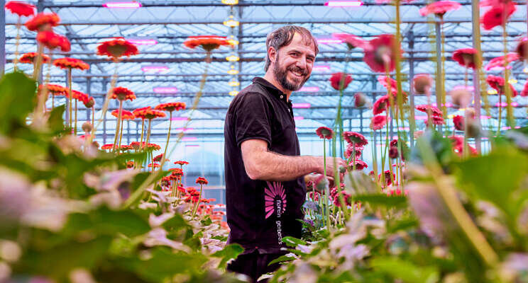 Hoger lichtniveau voor kwekerij Florein Gerbera's 