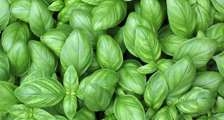 Vertical Farming Wednesday... basilicum uit Engeland