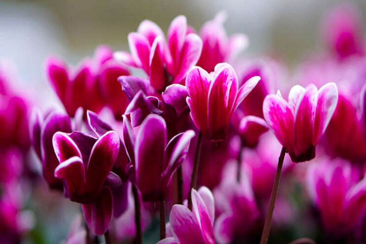 Wijzigingen codering cyclamen voor buiten