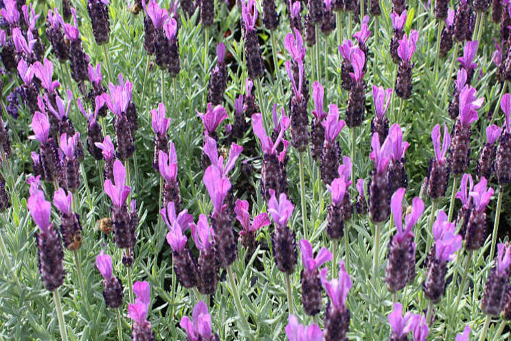 Lavendel Dmmen Orange heet voortaan 'LaDiva'