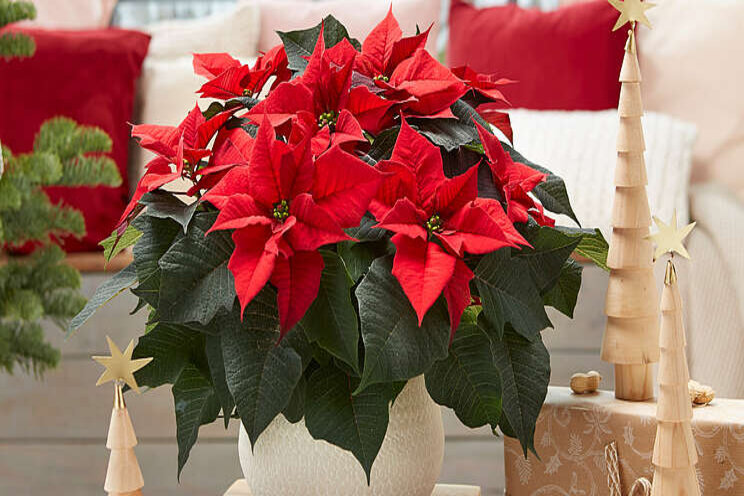 Perfecte poinsettia