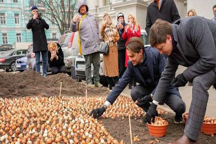 Consul plant tulpen in Kiev