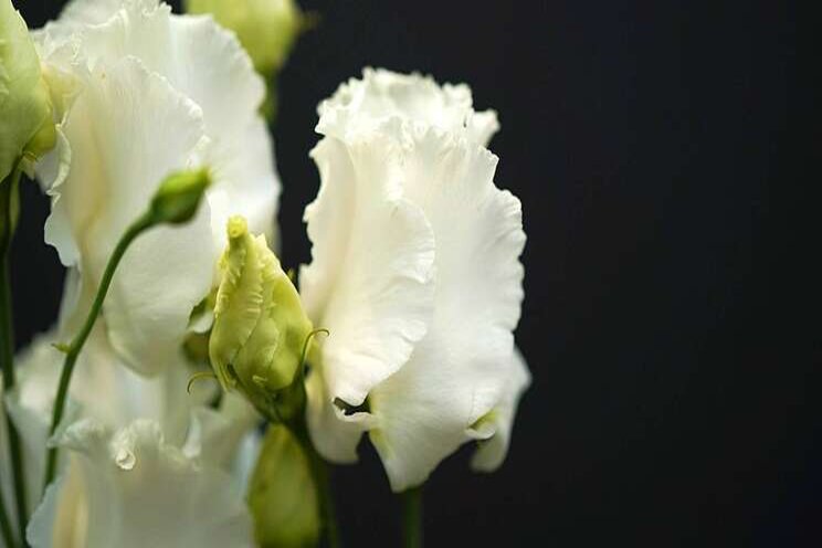 Lisianthus Falda White