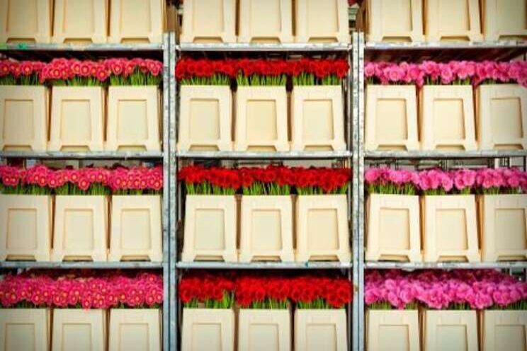 FloraHolland maakt nieuwe bloemenemmers van oude