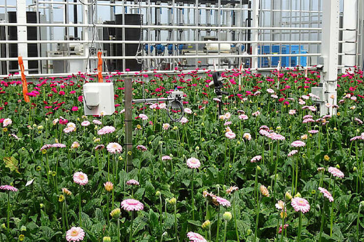 Gerbera in fossielvrije kas is goede leerschool