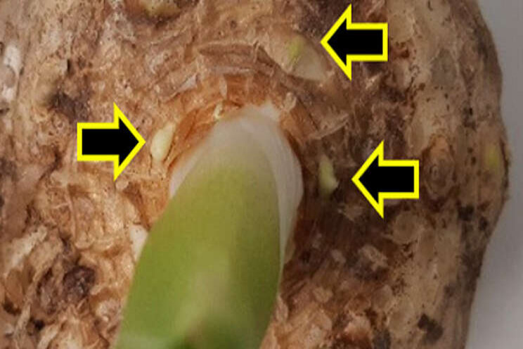 Onderzoek systeemoorsprong Zantedeschia gestart