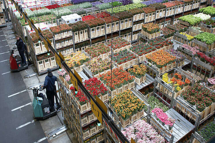 Voorzichtig herstel sierteeltexport in mei