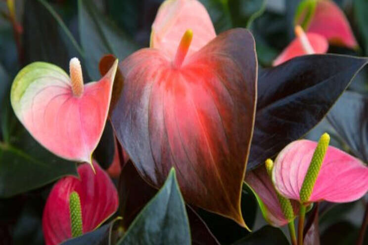 Pilot 'Landelijk veilen snij-anthurium' bij FloraHolland