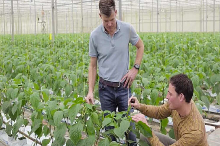 Video: Hoe vergroent... Paprikakwekerij Vink Sion?