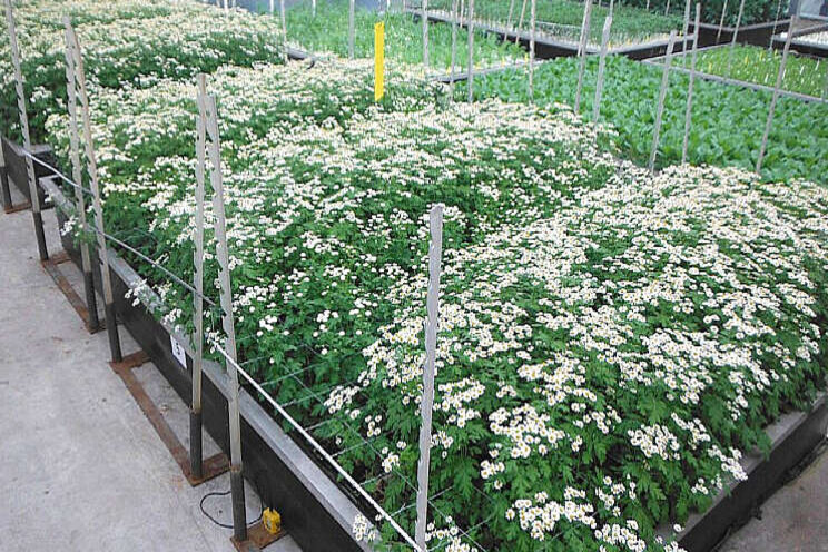 Teelt op water bij meer snijbloemen mogelijk