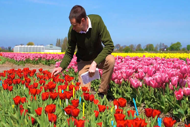 Video: Tulpen met virus detecteren