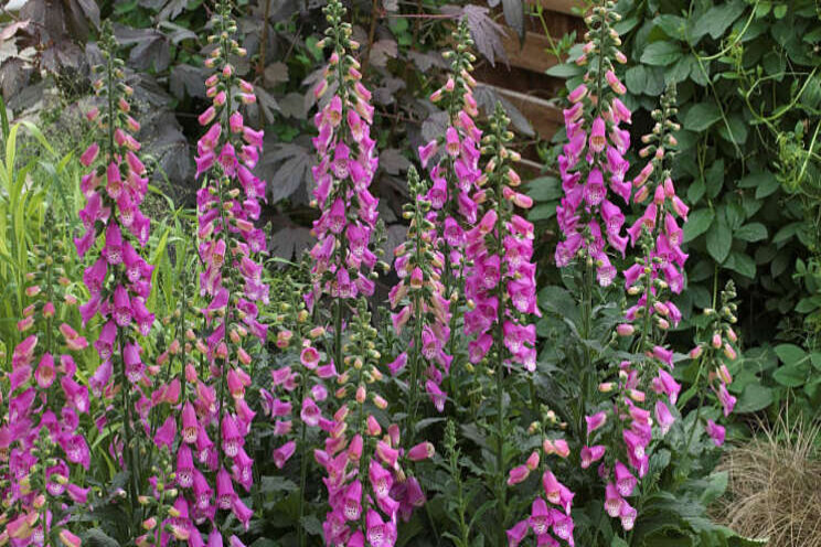 Digitalis Panther verkrijgbaar