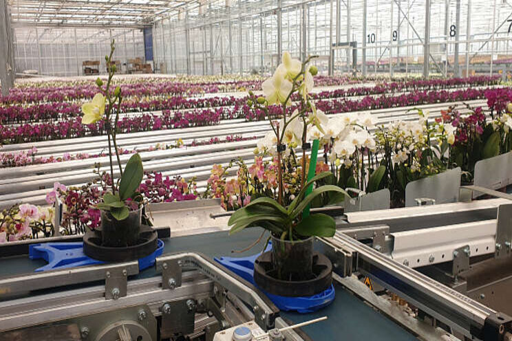 Nieuw sorteer- en afleverbuffer voor orchideenkwekerij OK Plant