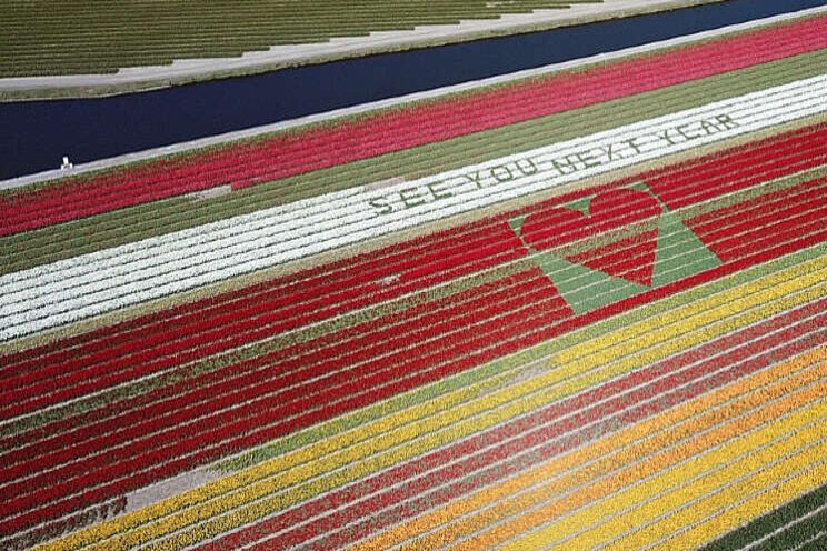 Boodschap van hoop te zien in bloeiend tulpenveld 