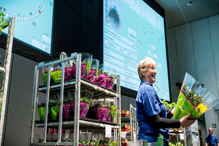 Royal FloraHolland gaat veilen op Koningsdag