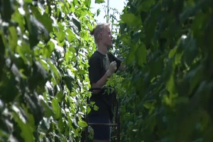 Tussenjaar? Kom in de tuinbouw werken!