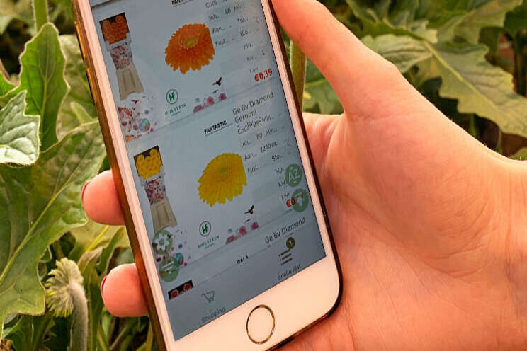 Holstein Flowers lanceert eigen webshop-app 